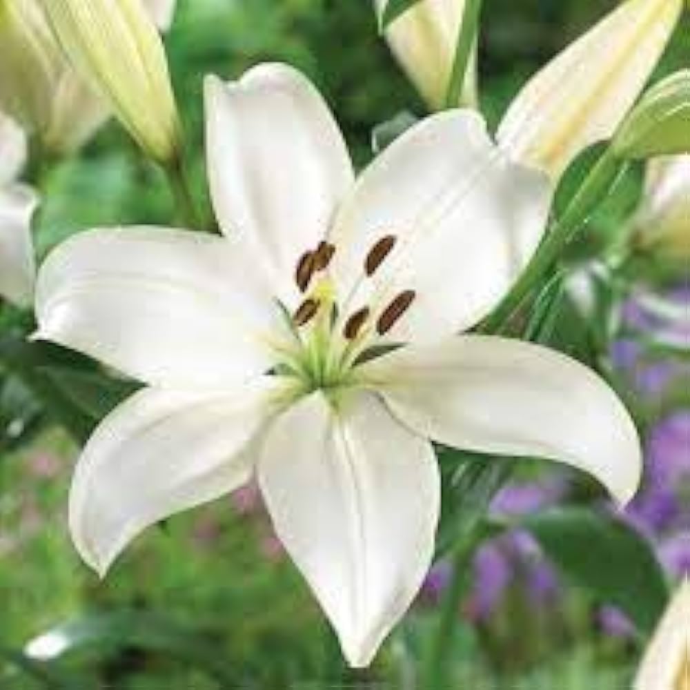 lily lilium flower seeds