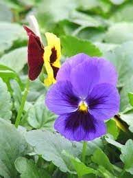 heirloom mexican flower seeds