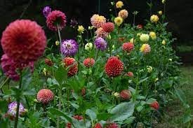 Flower Seeds, Seeds for Planting, Plant Seeds