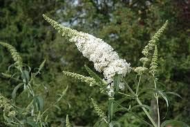 Flower Seeds, Seeds for Planting, Plant Seeds