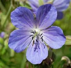 Flower Seeds, Seeds for Planting, Plant Seeds