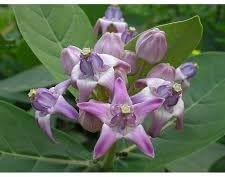 Flower Seeds, Seeds for Planting, Plant Seeds