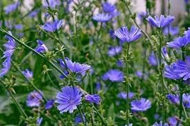heirloom cichorium flower seeds