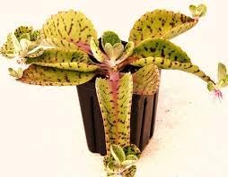 Flower Seeds, Seeds for Planting, Plant Seeds