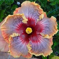 giant hibiscus flower seeds Giant Hibiscus Seeds – Heirloom Non-GMO – Neeraseeds