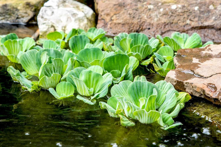 Water Lettuce Plant Seeds for Planting