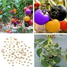 Vegetable Seeds, Seeds for Planting, Plant Seeds