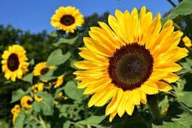 Dark Yellow Mini Sunflower Seeds