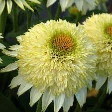 Flower Seeds, Seeds for Planting, Plant Seeds