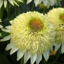 vanilla echinacea flower seeds