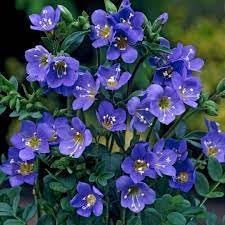 jacobs flower flower seeds