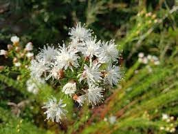 Flower Seeds, Seeds for Planting, Plant Seeds