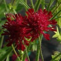 Flower Seeds, Seeds for Planting, Plant Seeds