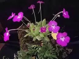 butterwort flower flower seeds