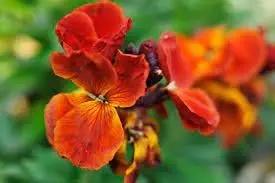 goldlack flower flower seeds