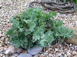 Heirloom Non-GMO Sea Kale Vegetable Seeds for Planting