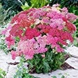 heirloom mixed flower seeds