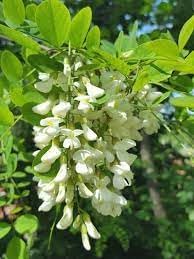 robinia plant flower seeds