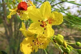 Flower Seeds, Seeds for Planting, Plant Seeds