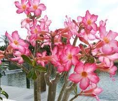heirloom succulent flower seeds