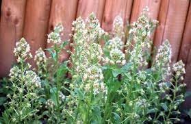 Flower Seeds, Seeds for Planting, Plant Seeds