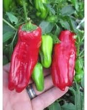 Heirloom Aleppo Pepper Vegetable Seeds