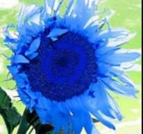 Ocean Blue Sunflower Flower Seeds