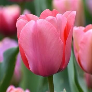 tulip flower seeds online Heirloom Non-GMO Tulip Flower Seeds for Planting – Vibrant Spring Garden Blooms