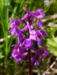 Flower Seeds, Seeds for Planting, Plant Seeds