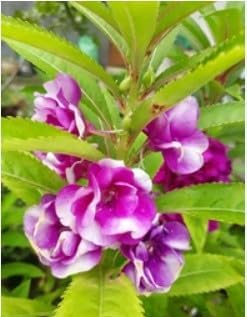 Flower Seeds, Seeds for Planting, Plant Seeds