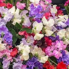 odoratus flower flower seeds