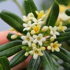 pittosporum tobira flower seeds