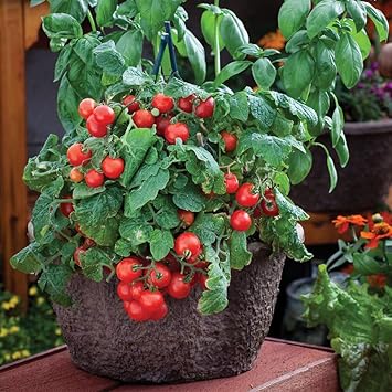 Robin Tomato Seeds for Planting
