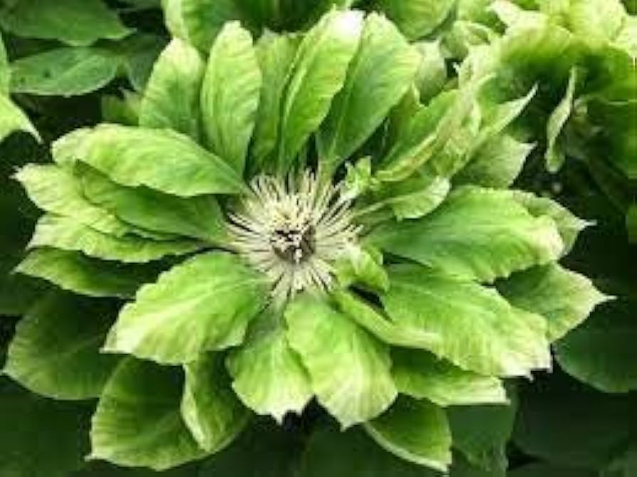 Heirloom Non-GMO Green Clematis Flower Seeds – High Germination Organic Garden Seeds for Climbing Vine Planting