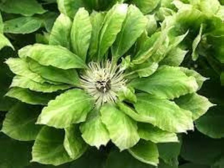 Heirloom Non-GMO Green Clematis Flower Seeds – High Germination Organic Garden Seeds for Climbing Vine Planting