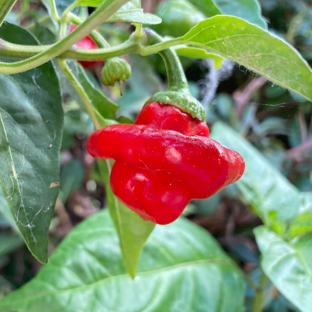 Mushroom Cap Pepper Seeds for Planting