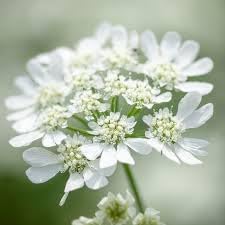 orlaya flower flower seeds