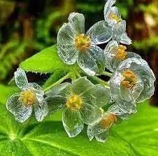 skeleton flower flower seeds