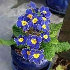 heirloom non flower seeds
