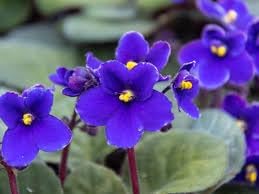 Flower Seeds, Seeds for Planting, Plant Seeds