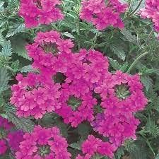 pink verbena flower seeds