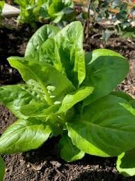 Gem Romaine Lettuce Seeds for Planting