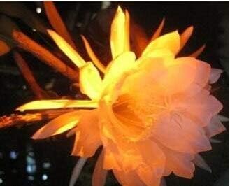 Flower Seeds, Seeds for Planting, Plant Seeds