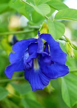 Flower Seeds, Seeds for Planting, Plant Seeds