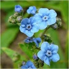 blue cynoglossum flower seeds