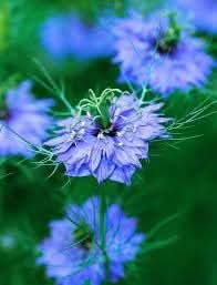 blue heirloom flower seeds
