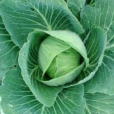 Heirloom Non-GMO Cabbage Vegetable Seeds for Garden Planting