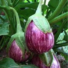 Eggplant vegetable seeds heirloom &amp; Non-GMO Seeds