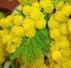 mimosa flower flower seeds