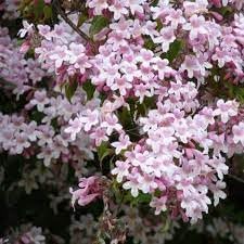 beautybush flower flower seeds